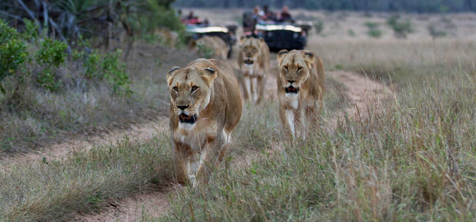 8-day luxury safari Tanzania