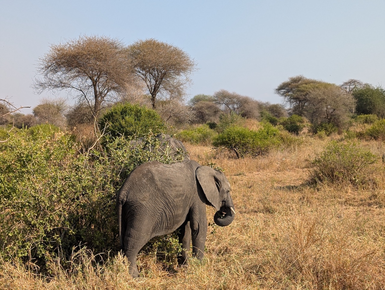 Elephants on 8 Days Tanzania Luxury Safari