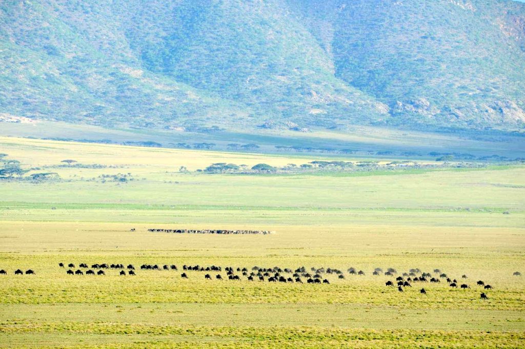 Ngorongoro Crater Wildlife