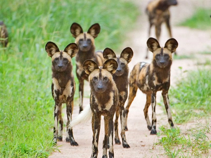 Discover Ruaha National Park