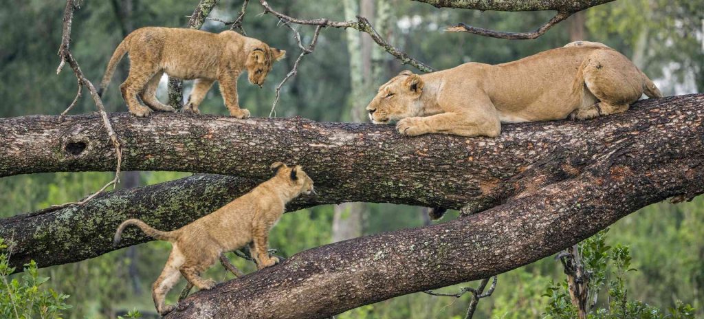 Lake Manyara National Park