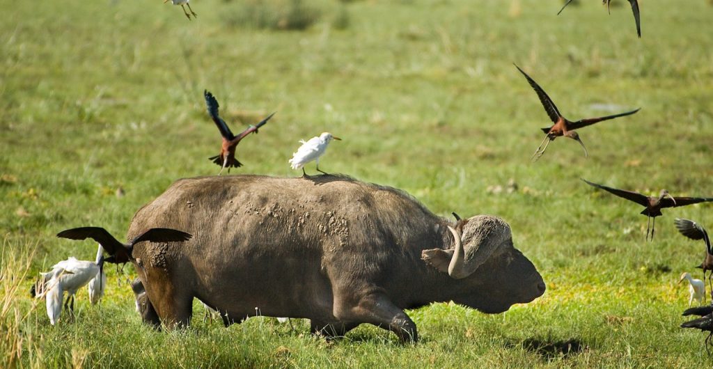 Lake Manyara National Park Buffalo