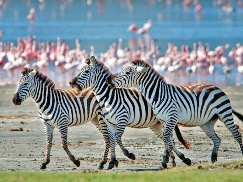 Lake-Manyara-National-Park Lake Manyara National Park