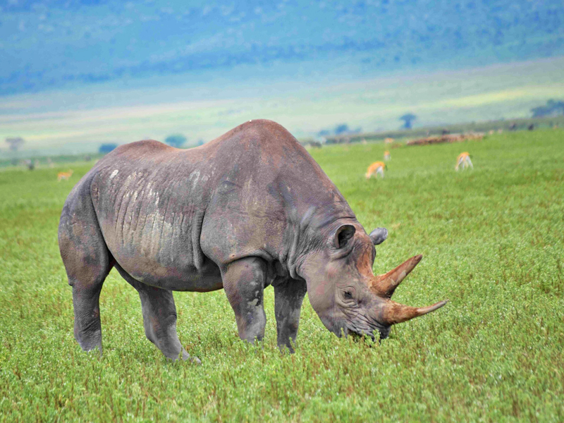 Ngorongoro-Crater Ngorogoro Crater