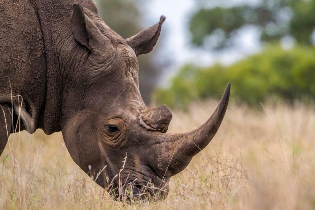 Ngorongoro Luxury Safari