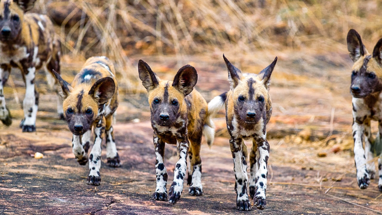 Nyerere National Park African Wild Dogs
