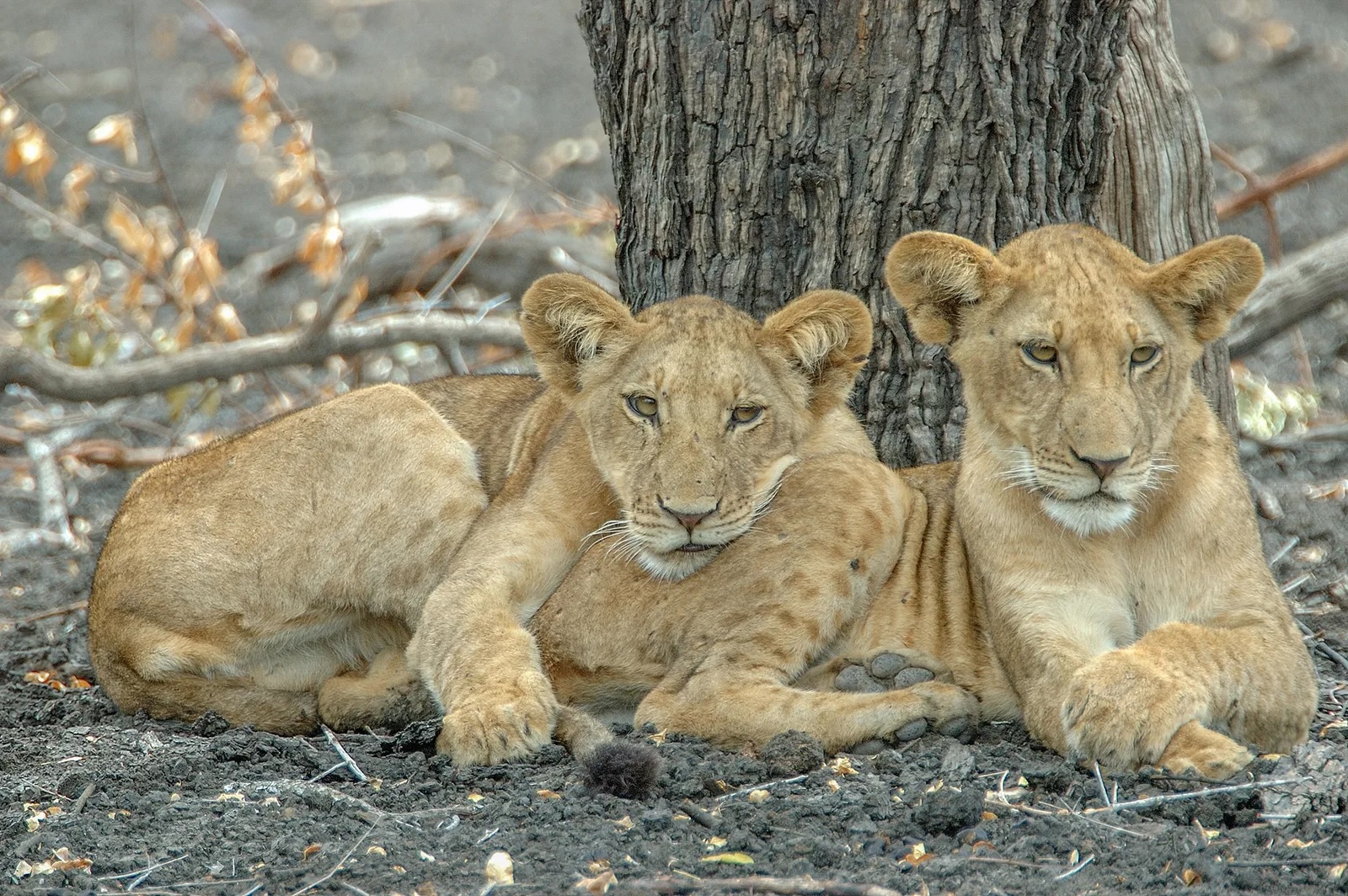 Nyerere National Park Lions