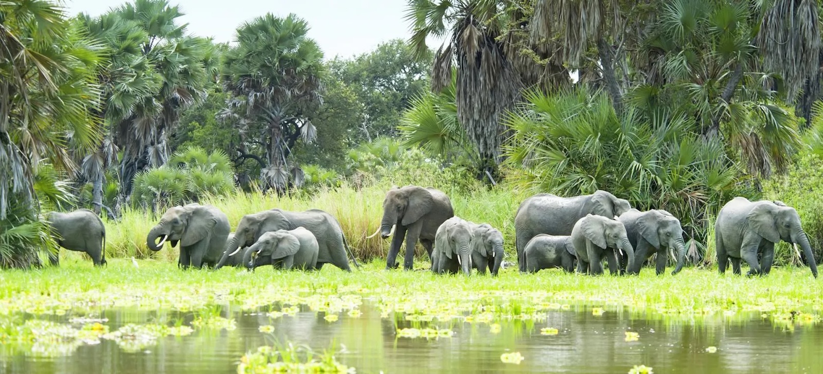Ultimate Nyerere National Park Safari Guide 2025 | Tanzania Luxury Safari