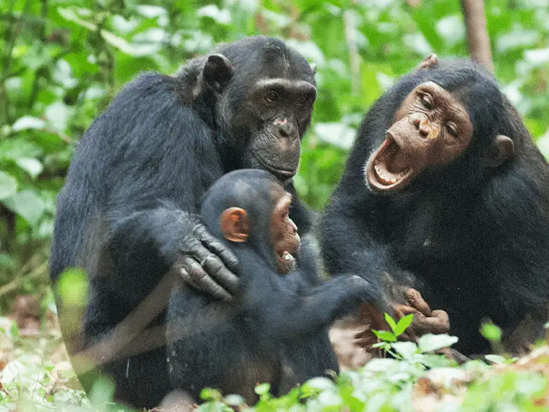 Rubondo Island Safari