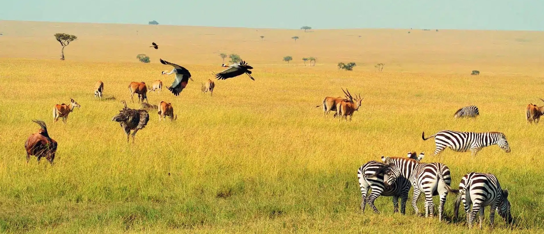 Serengeti National Park, Tanzania