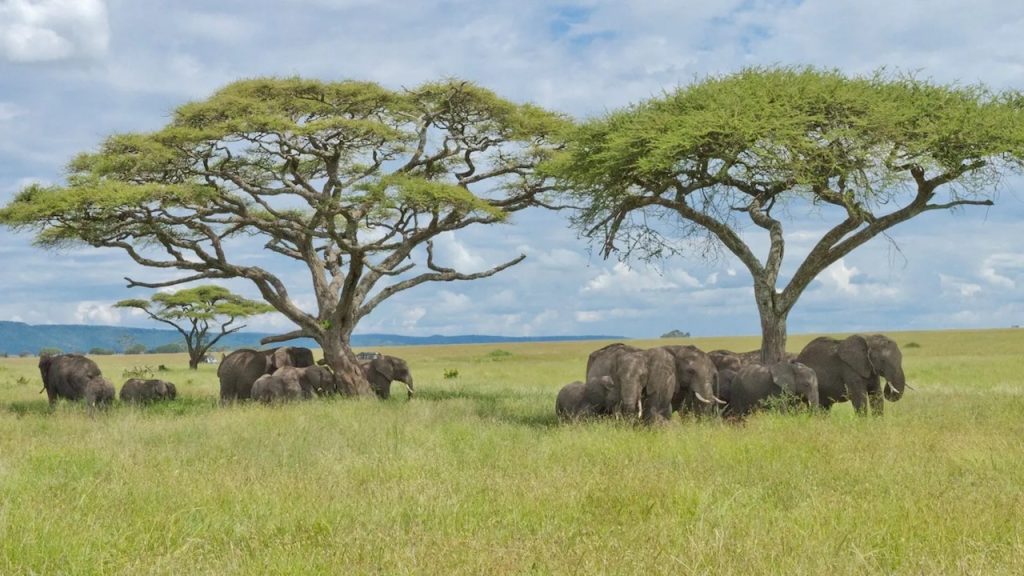 Serengeti Seronera Plains