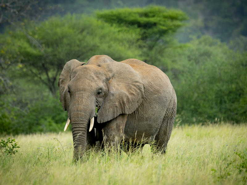 Tarangire-National-Park Tarangire National Park