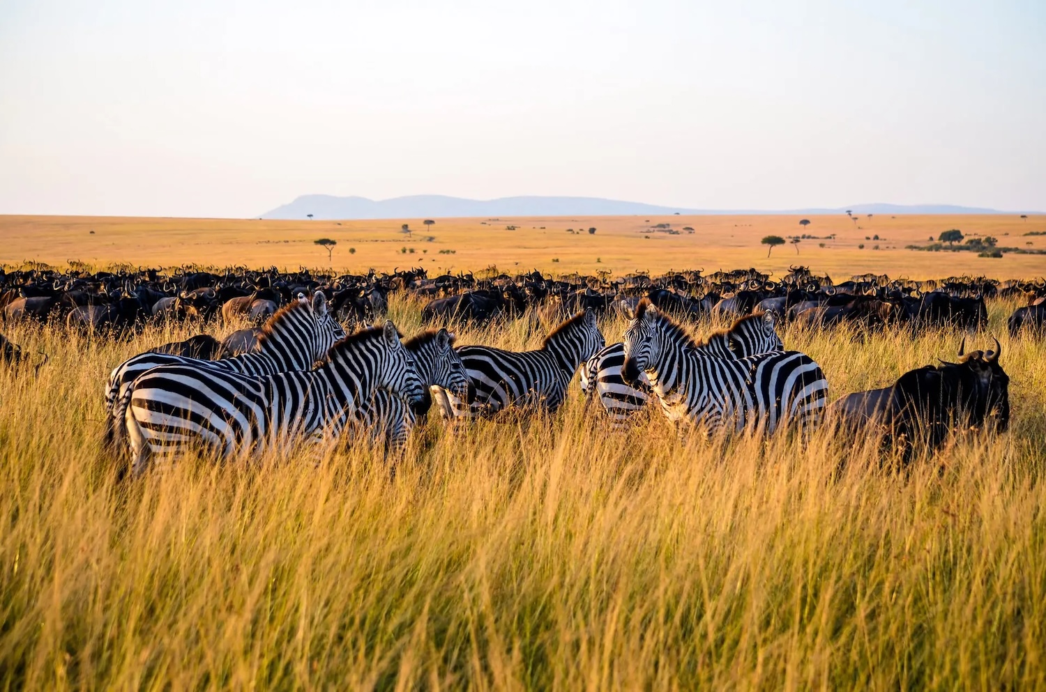7-day Luxury honeymoon Tanzania- Serengeti