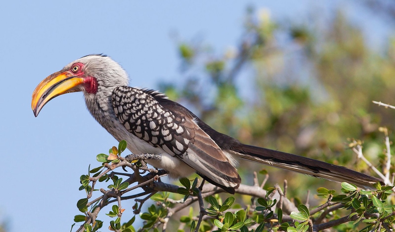 Mikumi National Park Birds