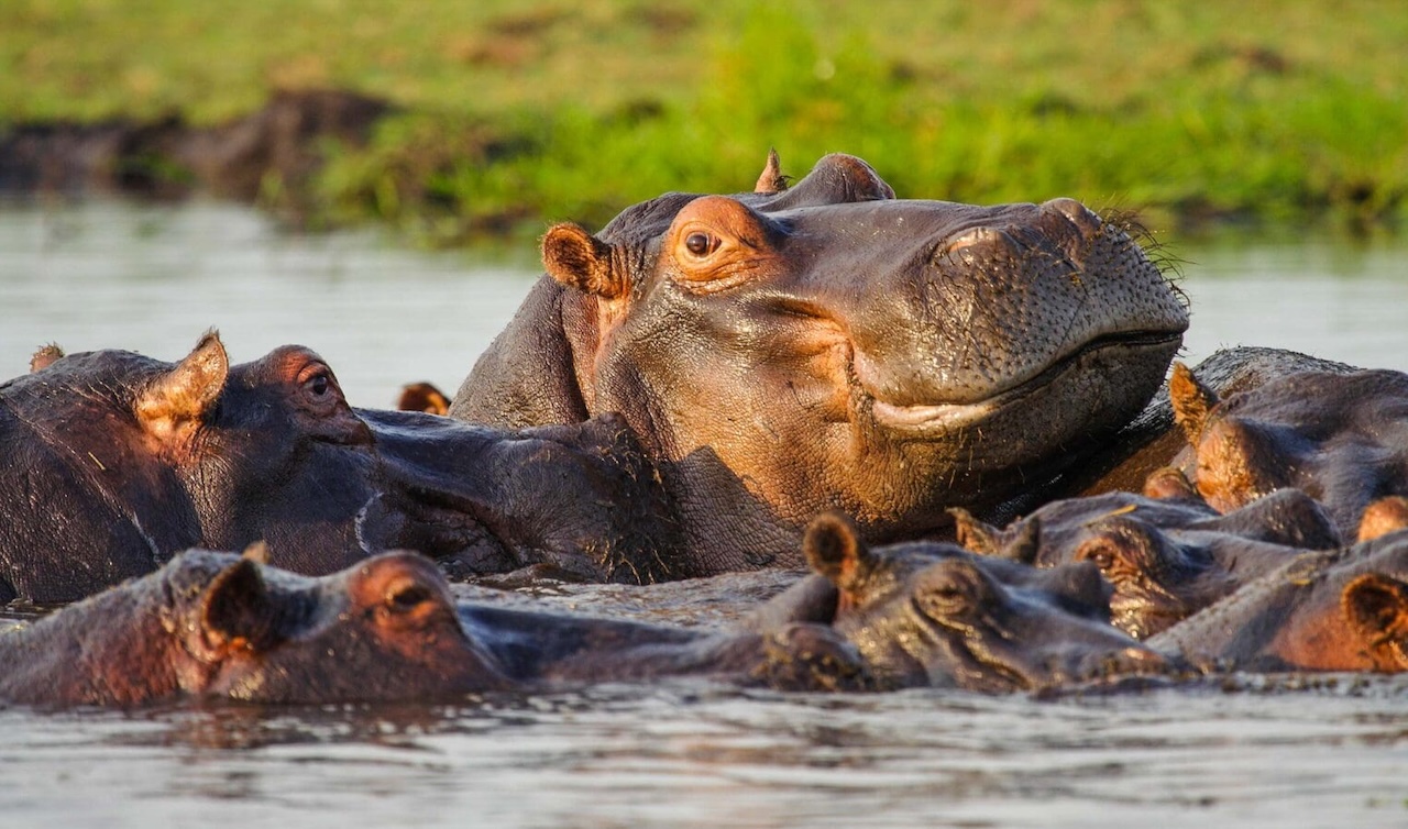 Mikumi National Park Hippos