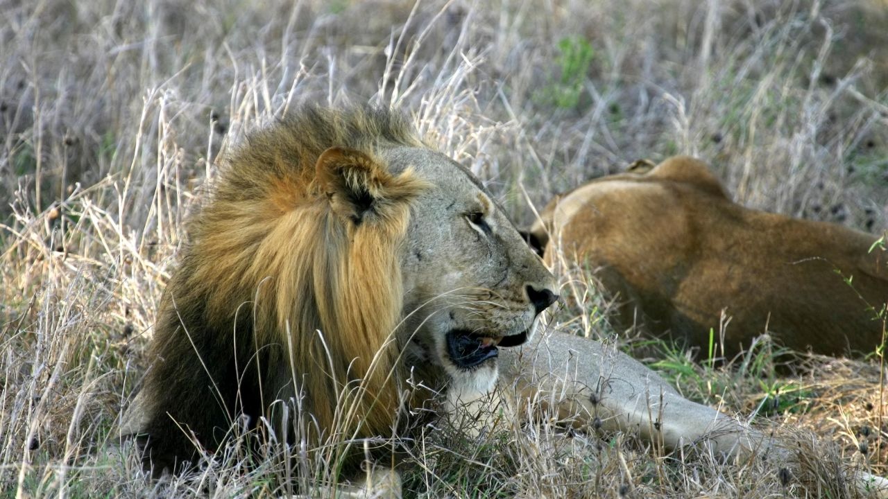 Mikumi National Park Wildlife