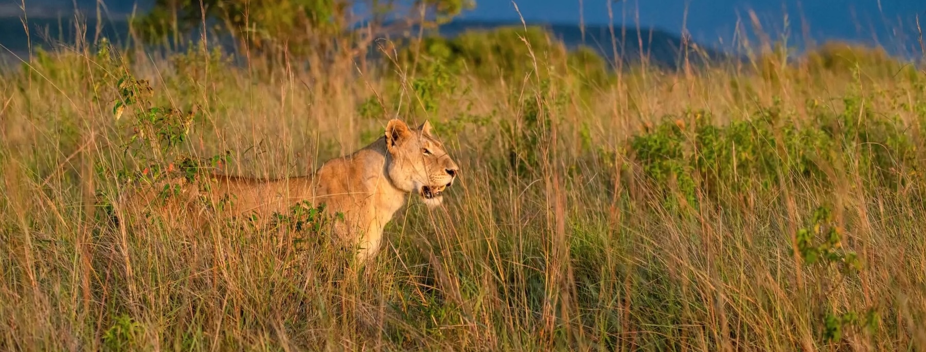 Tanzania Luxury Safaris | Exclusive Private Safari Packages