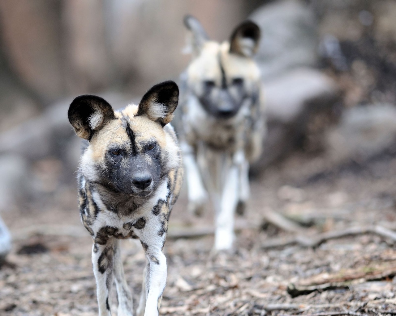 Southern Tanzania Luxury Tours Wild Dogs